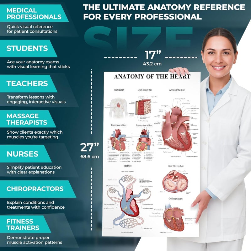 GRAND BASICS 12-Pack Laminated Anatomy Posters for Wall – Educational Human Body Systems Charts for Students, Classrooms & Medical Office Decor - Includes Muscular, Skeletal, Nervous & More, Size 17”x27” - Image 5